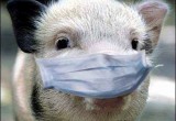 Власти ввели новые ветеринарные  правила по борьбе со свиной чумой